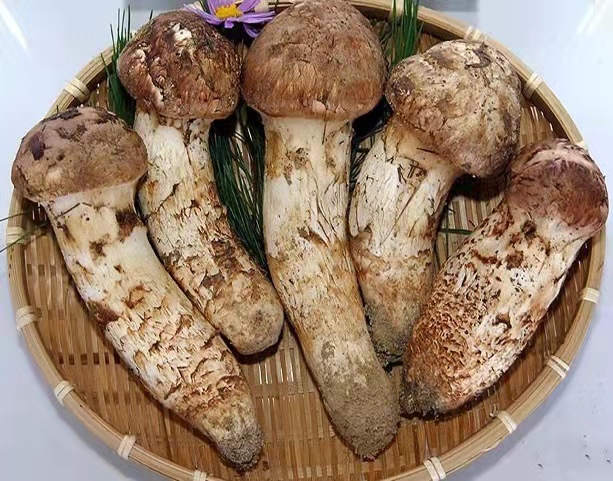 長(zhǎng)白山野生松茸